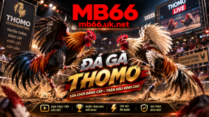 Cách chơi đá gà thomo trên trang Mb66